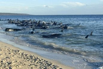 Tužne scene u Australiji: Nasukalo se 160 kitova, skoro 30 je već uginulo