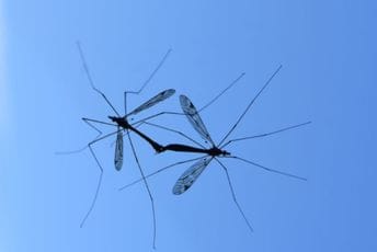 Splićane napadaju ogromni komarci: Uopšte ne zuje, a ostave tvrde i bolne plikove