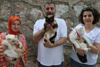 U turskom Tokatu održan izbor za najljepšu mačku