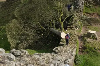 Engleska: Optuženi da su posjekli stablo javora staro 150 godina, zaštitni znak Hadrijanovog zida