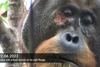 Nevjerovatno otkriće: Majmuni liječe rane ljekovitim biljem, objavljen i snimak (VIDEO)