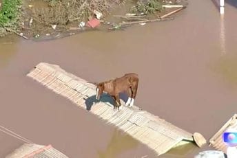 Konja Karamela slavi čitav Brazil: Danima je bio na krovu okružen vodom, na kraju je spašen