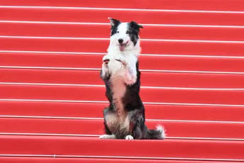 Kan: Defile crvenim tepihom otvorio je pas - ne bilo koji, već Mesi Kan: Defile crvenim tepihom otvorio je pas - ne bilo koji, već Mesi