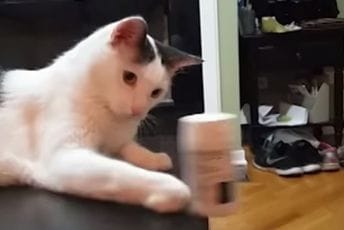 Evo zašto mačke ruše stvari Evo zašto mačke ruše stvari