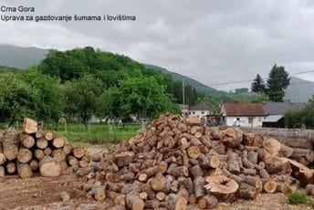 Mojkovac: Otkriven slučaj bespravne sječe stabala, drva zaplijenjena Mojkovac: Otkriven slučaj bespravne sječe stabala, drva zaplijenjena