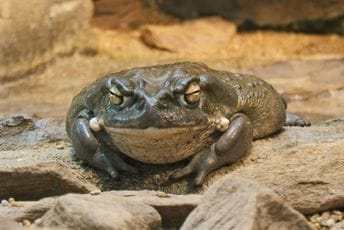 U potrazi za rješenjem: Naučnici otrov žabe krastače koriste za liječenje depresije