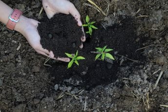 Crna Gora u evropskoj kampanji o zdravlju bilja! Evo kako saditi egzotične biljke