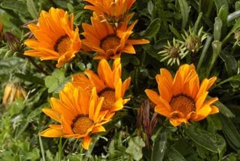 Ovaj cvijet je sjajan izbor za vrtove i balkone koji su izloženi suncu