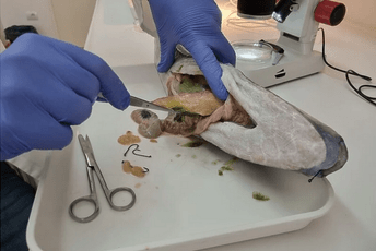 Kod Pule ulovljena najotrovnija riba na svijetu, evo što su pronašli kad su je otvorili Kod Pule ulovljena najotrovnija riba na svijetu, evo što su pronašli kad su je otvorili