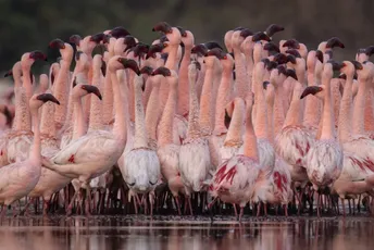 Ekolozi bijesni: Stradalo najmanje 39 flamingosa u sudaru sa avionom
