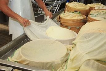 Bijelo Polje prvi put uvodi podršku proizvođačima sira: 100 eura po muznom grlu