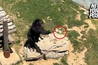 Šimpanza vratila obuću koja je završila u njenom kavezu (VIDEO)