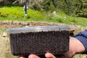 Za nepun mjesec u klopke uletjelo gotovo četiri miliona potkornjaka Za nepun mjesec u klopke uletjelo gotovo četiri miliona potkornjaka