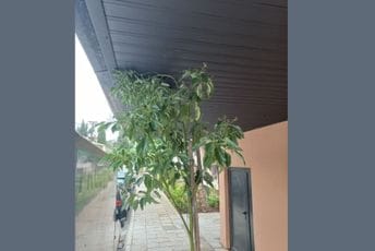 Nevjerovatan propust Agencije za izgradnju u Podgorici: Smetalo im staro drveće, novo posadili ispod terase!? Nevjerovatan propust Agencije za izgradnju u Podgorici: Smetalo im staro drveće, novo posadili ispod terase!?