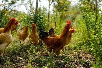 "Leti perje na sve strane": Banda od 100 divljih kokošaka teroriše selo u Engleskoj