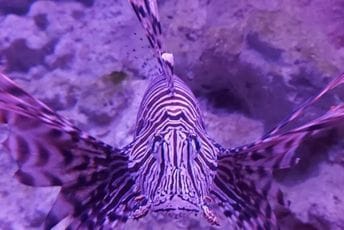 Otrovna riba lav stigla i u naše more: Evo šta da radite ukoliko vas ubode (FOTO) Otrovna riba lav stigla i u naše more: Evo šta da radite ukoliko vas ubode (FOTO)