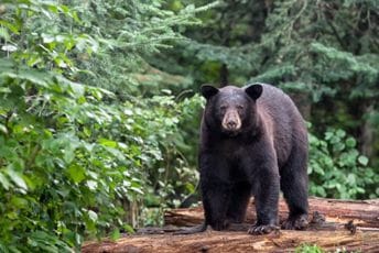 Rusija: Ženu usmrtio medvjed dok je pecala