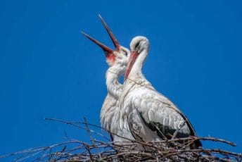 Tužna vijest iz Berana: Mladunčad roda stradala pošto su ispala iz gnijezda, dva su moguća scenarija Tužna vijest iz Berana: Mladunčad roda stradala pošto su ispala iz gnijezda, dva su moguća scenarija