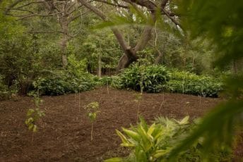 Treći pokušaj: Da li će se stabla kafe ovog puta primiti u Evropi? Treći pokušaj: Da li će se stabla kafe ovog puta primiti u Evropi?