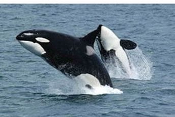 “U cilju očuvanja tradicije i profita od lova”: Japan i dalje ubija kitove