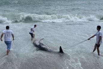 Delfin se nasukao na Jazu Delfin se nasukao na Jazu