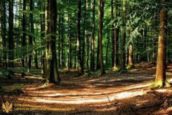 Uprava za gazdovanje šumama i lovištima: Zbog propusta u radu smijenjen rukovodilac Područne jedinice Andrijevica