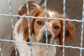 Apel iz Švajcarske za prava životinja u Crnoj Gori: Peticiju do sada potpisalo pet hiljada ljudi Apel iz Švajcarske za prava životinja u Crnoj Gori: Peticiju do sada potpisalo pet hiljada ljudi