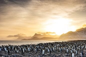 Više od 60 hiljada pingvina posmatra zalazak sunca na Folklandima (FOTO)