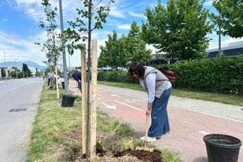 Podgorica: Zasađen novi drvored brijesta u Ulici kralja Nikole Podgorica: Zasađen novi drvored brijesta u Ulici kralja Nikole