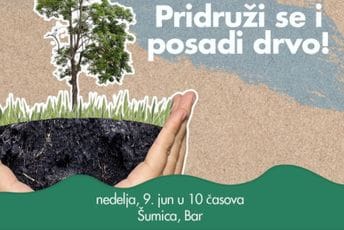 Zeleni talas: U Baru u nedjelju akcija sadnje crnog bora Zeleni talas: U Baru u nedjelju akcija sadnje crnog bora
