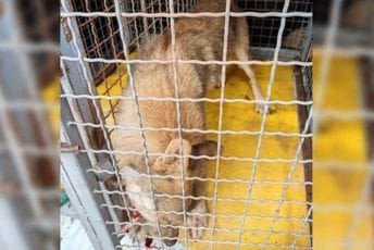 Novović već 35 godina u Tološima drži vukove bez dozvole, a država nema načina da mu ih oduzme Novović već 35 godina u Tološima drži vukove bez dozvole, a država nema načina da mu ih oduzme