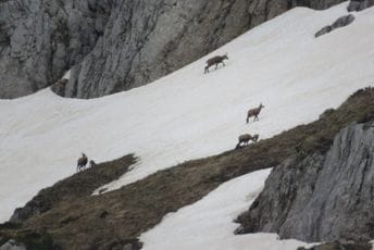 NPCG: Neodgovornim korišćenjem drona ugroženo krdo divokoza na Durmitoru NPCG: Neodgovornim korišćenjem drona ugroženo krdo divokoza na Durmitoru