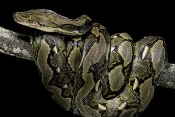 Azija: Žena nestala, organizovali potragu, dan kasnije je pronašli u trbuhu zmije Azija: Žena nestala, organizovali potragu, dan kasnije je pronašli u trbuhu zmije