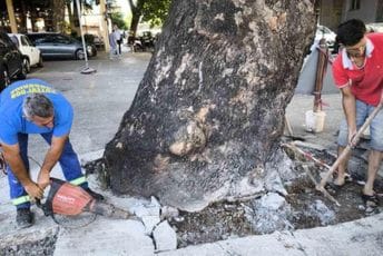 Nevjerovatno: Najstarije stablo u Podgorici 'zarobili' betonom Nevjerovatno: Najstarije stablo u Podgorici 'zarobili' betonom