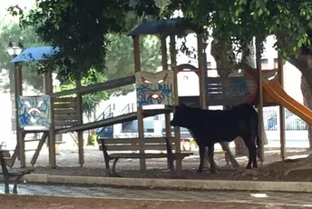 Kraj agonije za mještane italijanskog grada: Agresivni bik sedmicama sijao strah Kraj agonije za mještane italijanskog grada: Agresivni bik sedmicama sijao strah