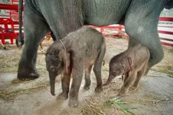 Tajland: Pravi raritet, slonica Čamčuri rodila blizance