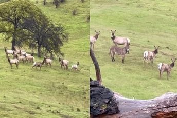 Magarac koji je nestao prije pet godina sada snimljen u krdu jelena Magarac koji je nestao prije pet godina sada snimljen u krdu jelena