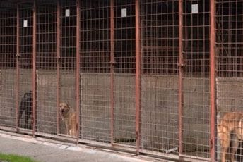 Nadležni ćute: Borba za živote štenaca u podgoričkom azilu još traje Nadležni ćute: Borba za živote štenaca u podgoričkom azilu još traje