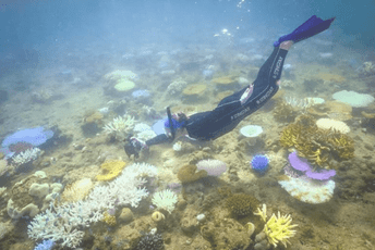 UNESCO: Australija da preduzme hitne mjere da zaštiti Veliki koralni greben UNESCO: Australija da preduzme hitne mjere da zaštiti Veliki koralni greben