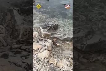 (VIDEO) Hrvatska: Htio da snimi delfine, u kadar mu ušla najveća evropska zmija