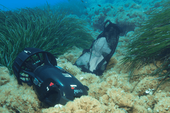 Upozorenje iz Splita: Alga iz Indijskog okeana širi se Jadranom Upozorenje iz Splita: Alga iz Indijskog okeana širi se Jadranom