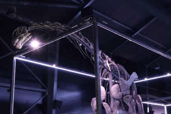 Ima jedinstven skelet: Dinosaurus sa 97 odsto netaknutih kostiju izložen u muzeju u Danskoj Ima jedinstven skelet: Dinosaurus sa 97 odsto netaknutih kostiju izložen u muzeju u Danskoj