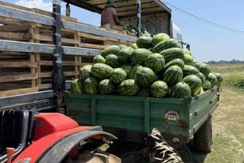 Proizvođači se žale na niske otkupne cijene: U Tuzima kilogram lubenice osam centi Proizvođači se žale na niske otkupne cijene: U Tuzima kilogram lubenice osam centi