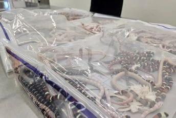 Hong Kong: U pantalonama pokušao da prošvercuje 104 žive zmije Hong Kong: U pantalonama pokušao da prošvercuje 104 žive zmije