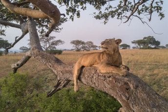 Džejkob - najizdržljiviji lav: Sa bratom preplivao kilometar i po u jako opasnoj rijeci Džejkob - najizdržljiviji lav: Sa bratom preplivao kilometar i po u jako opasnoj rijeci