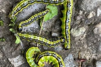 Najezda azijskih gusjenica u Beranama, poljoprivredni stručnjaci upozorili: Na vrijeme reagujte Najezda azijskih gusjenica u Beranama, poljoprivredni stručnjaci upozorili: Na vrijeme reagujte