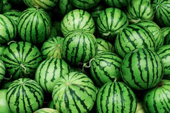 Postignut dogovor proizvođača i ministarstva: Lubenica iz Malesije ide van države i u markete Postignut dogovor proizvođača i ministarstva: Lubenica iz Malesije ide van države i u markete
