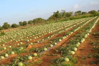 BiH otkupila najviše lubenice iz CG, iako je Knežević tvrdio da Vučić kupuje najviše BiH otkupila najviše lubenice iz CG, iako je Knežević tvrdio da Vučić kupuje najviše