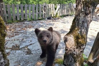 Bjelopoljac izvukao meče iz jame, pa pozvan u policiju Bjelopoljac izvukao meče iz jame, pa pozvan u policiju