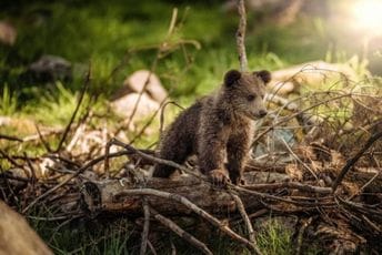 Bijelo Polje: Mladunče mrkog medvjeda vraćeno u prirodu